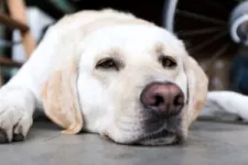 How to Set Up Your Garage as a Safe and Fun Spot for Your Pup While You’re Away